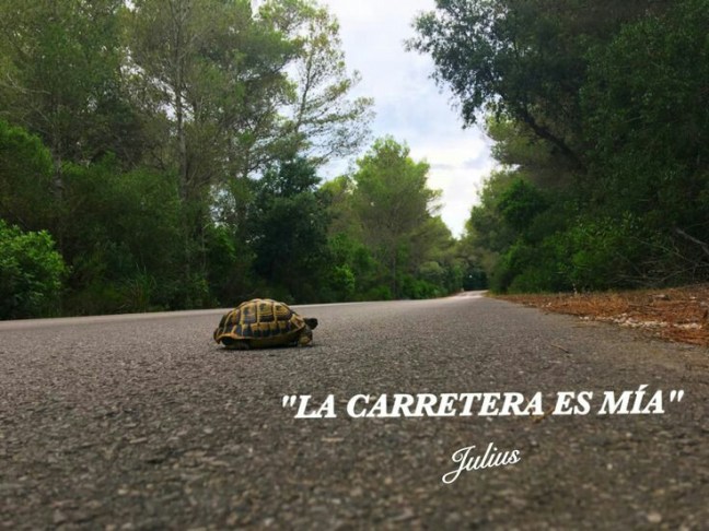 El sentido de movimiento: La Emoción a la Vida.